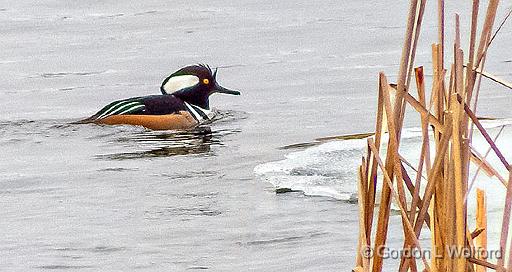 Hooded Merganser_DSCF6170.jpg - Hooded Merganser (Lophodytes cucullatus) photographed along the Rideau Canal Waterway at Smiths Falls, Ontario, Canada.